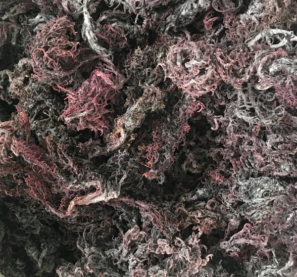 Raw unprepared Purple Irish sea moss