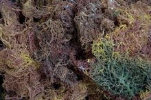 Load image into Gallery viewer, Full spectrum sea moss
